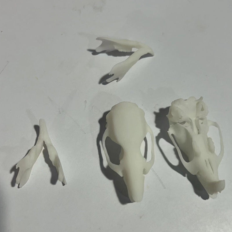 3D Printed Rat Skull